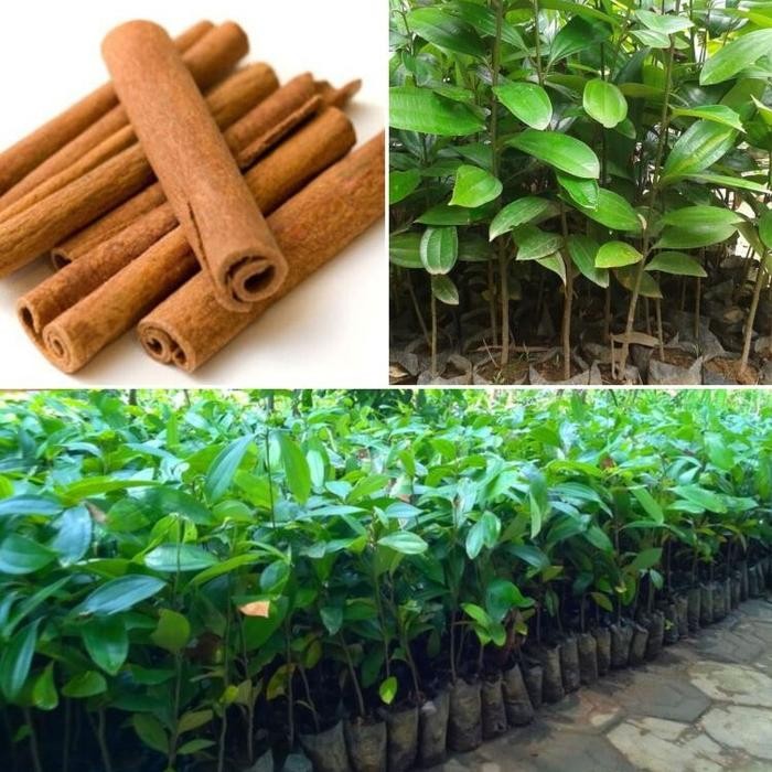 Bibit Kayu Manis / Pohon Kayu Manis Rempah Unggul Serbaguna