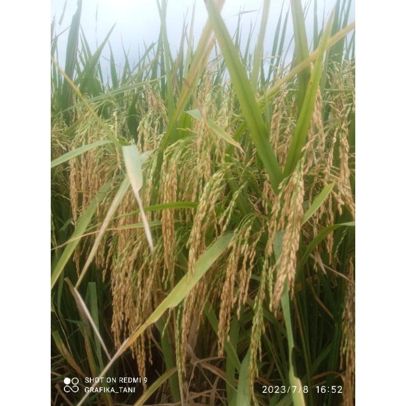 Benih padi srikandi jumbo 1kg