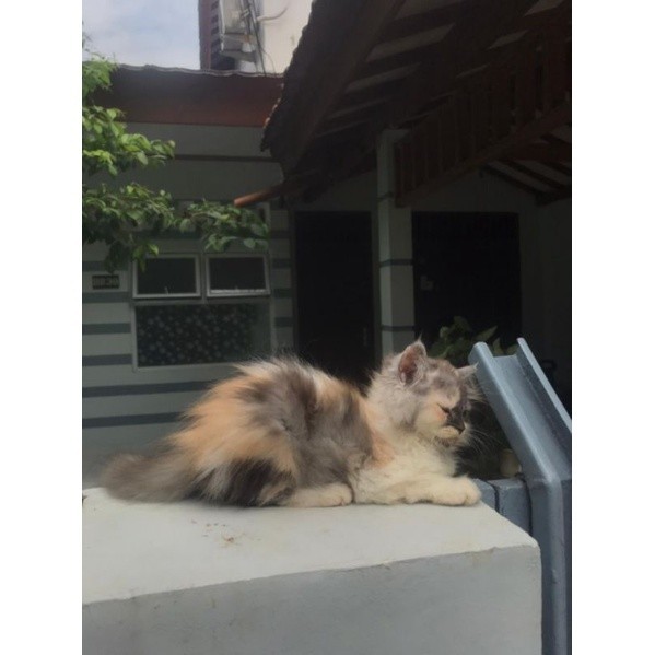 jual kucing betina mainecoon/persia