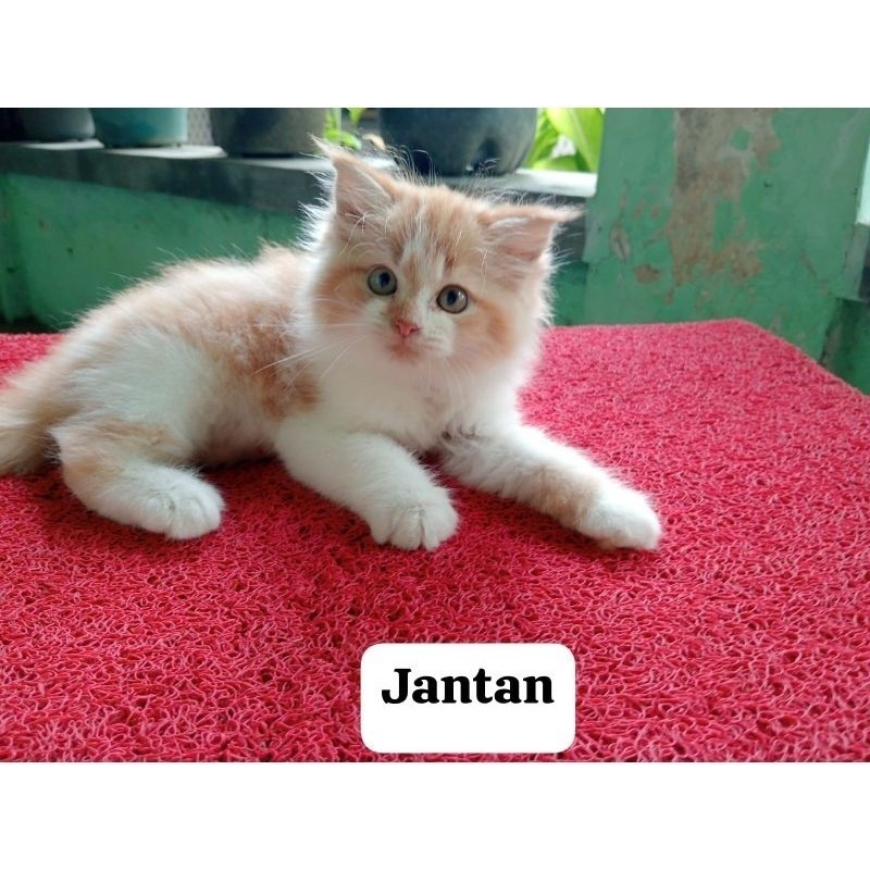 Anak kucing anggora/kitten Persia flatnose/kucing Persia  betina