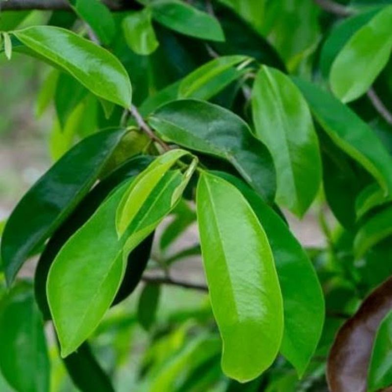 

HERBAL ALAMI Daun Sirsak Herbal Segar Hijau Non Kimia 100Lembar Langsung di petik