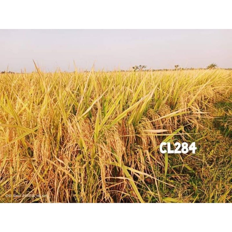 Benih Padi Unggul CL 284 Kemasan5Kg