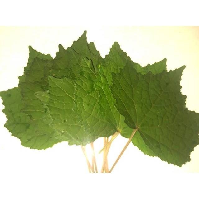 

daun pulutan segar 500 gr