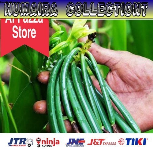 

BIBIT VANILI PER METER PANILI VANILLA MURAH UNGGUL