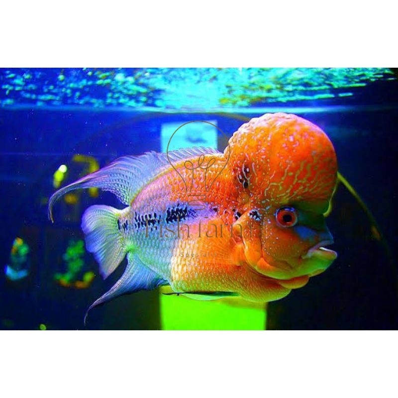 beli 3 bonus 1 Hiyasan aquarium burayak lohan Gbx SRD louhan golden base lohan