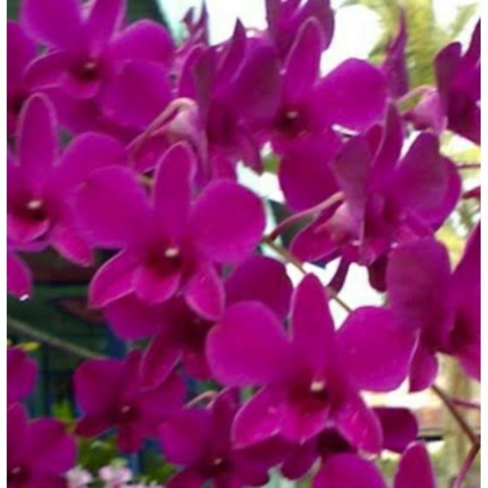 ANGGREK dendrobium Keiki BANTIMURUNG