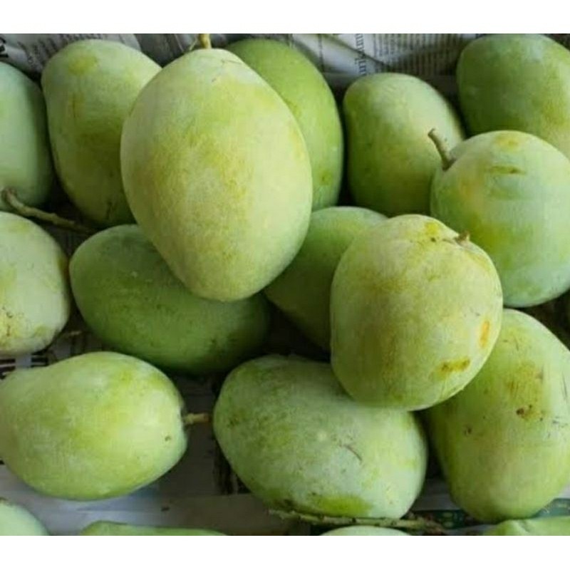 

Buah Mangga Muda Untuk Rujak Mentah Mengkel 1kg Rujak