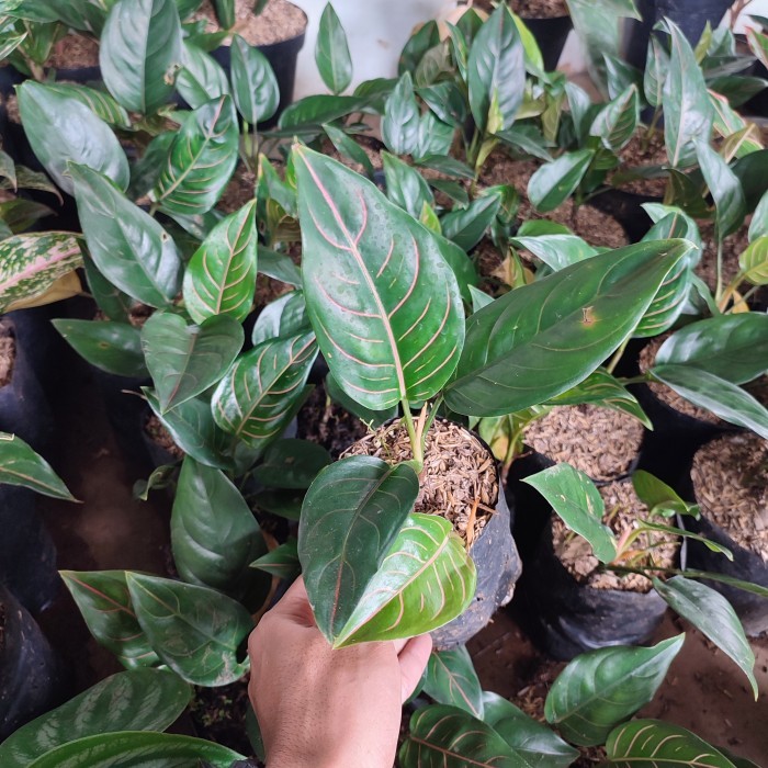 tanaman aglonema rotundum hijau - pohon rotundum - aglonema rotundum