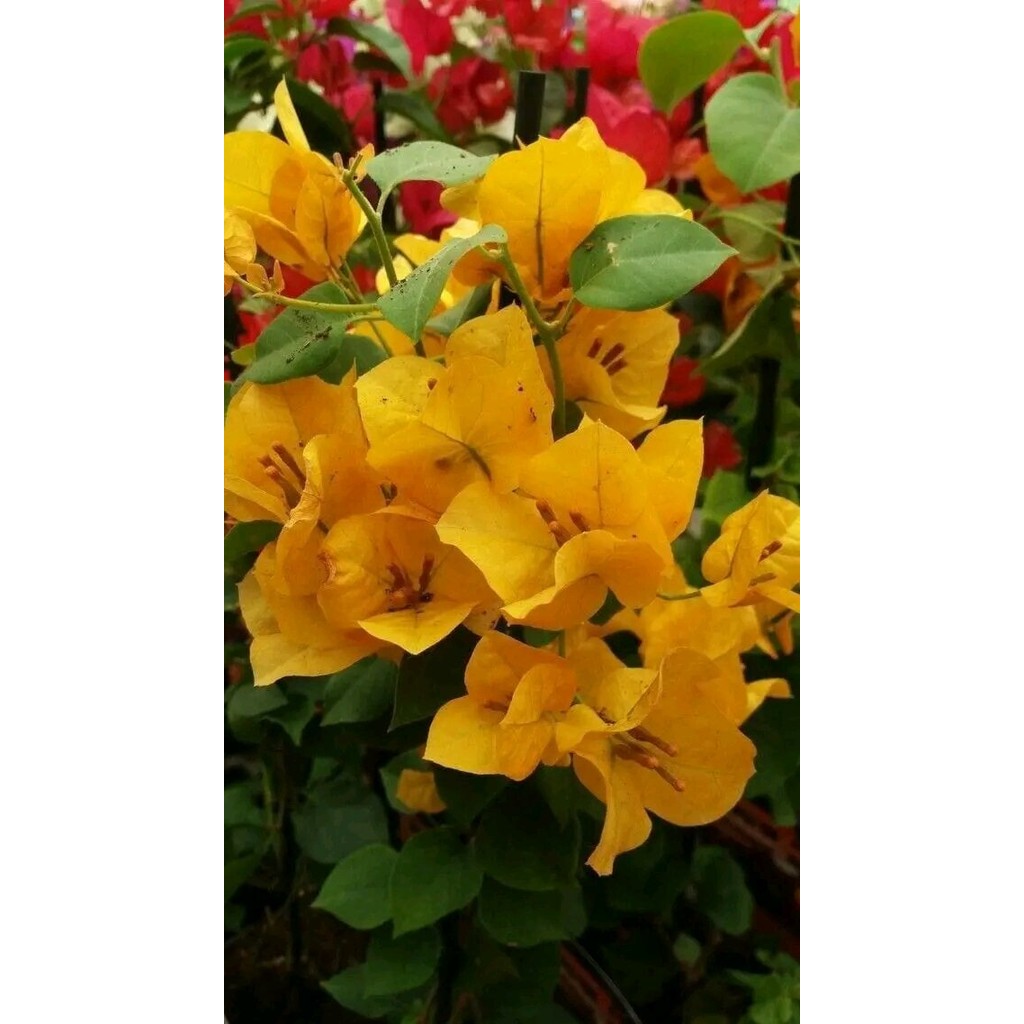 TERBAIK bibit bugenvil bunga kuning tumpuk