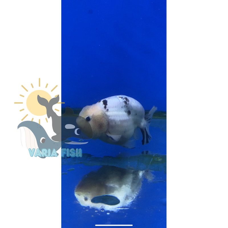 hiasan aquarium bigsale RANCHU COW RANCU SAPI HIAS MAS KOKI FANCY GOLDFISH