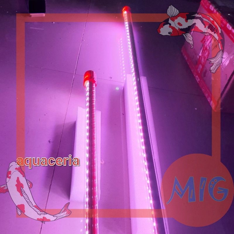 Lampu Aquarium Recent PRO 1000 LED RED VIEW PLUS Lampu ARWANA contest