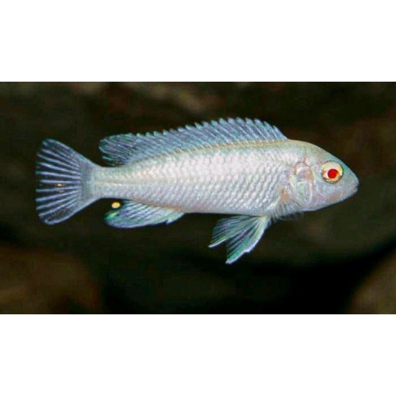 hiasan akuarium snow white cichlid