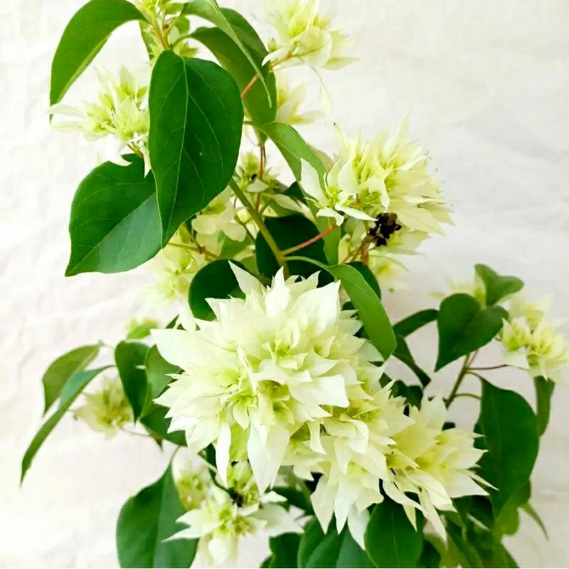 Bunga Bougenville Hawai Putih tanaman