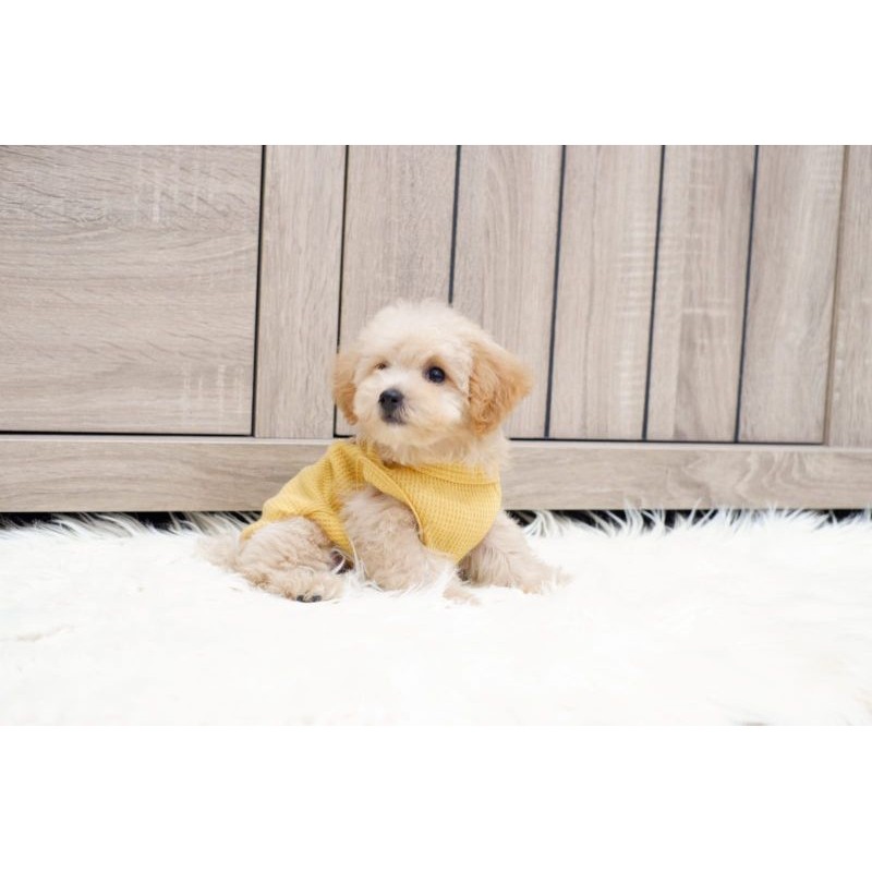 APRICOT TINY POODLE