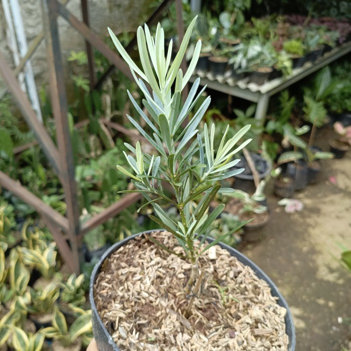 (TERLARIS) tanaman hias lohansung blue ice tanaman lohansung blue ice pohon lohansung blue ice bibit