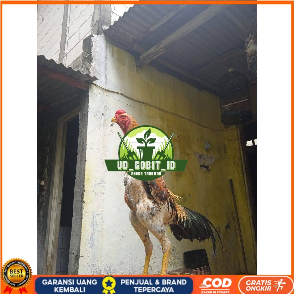 

Telur ayam bangkok shamo eropa / ayam petarung aduan untuk ditetaskan UD_GOBIT_ID