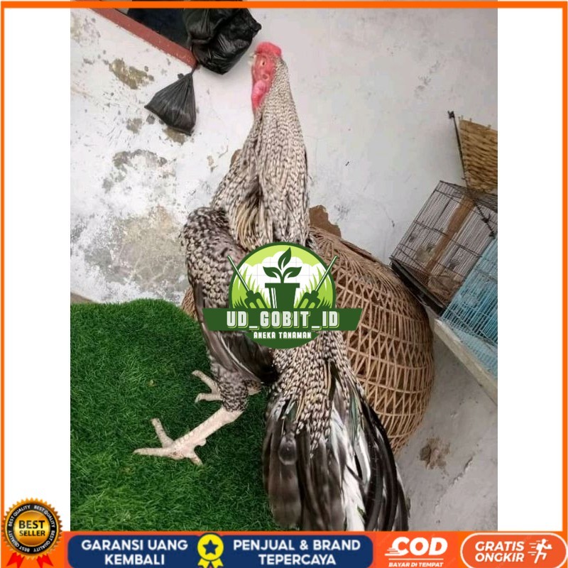 

TELUR ASEL PUKUL LARI INDUK JUARA.. PROMO UD_GOBIT_ID