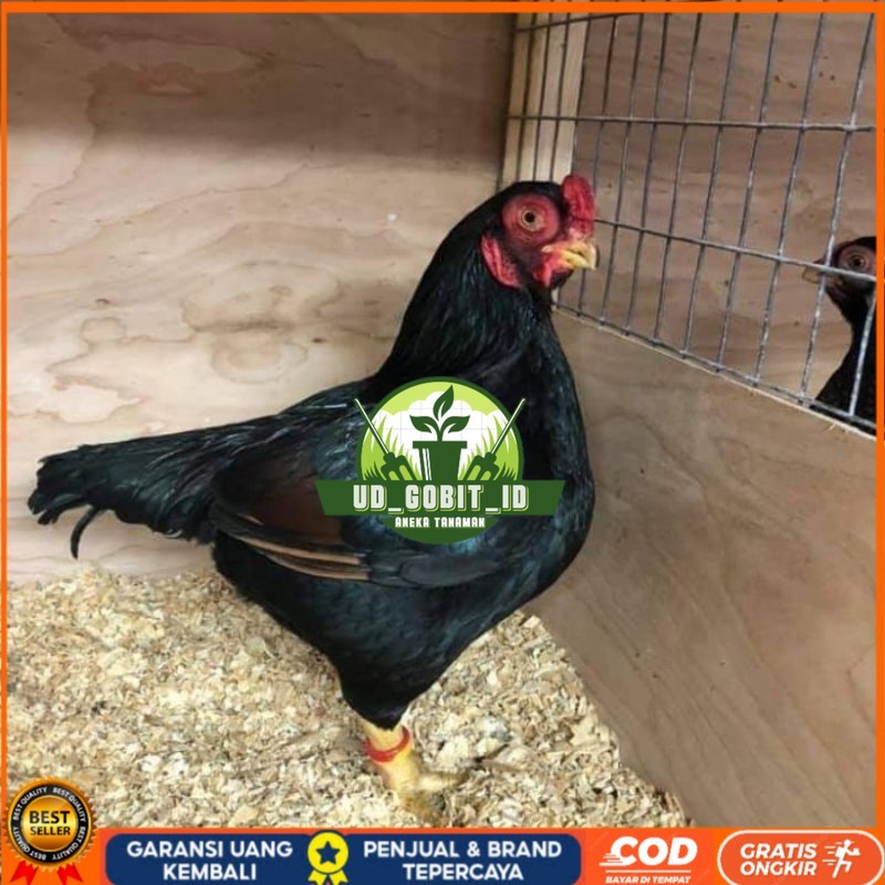 

TELUR AYAM HIAS BANTAM CORNISH UNTUK DI TETASKAN UD_GOBIT_ID
