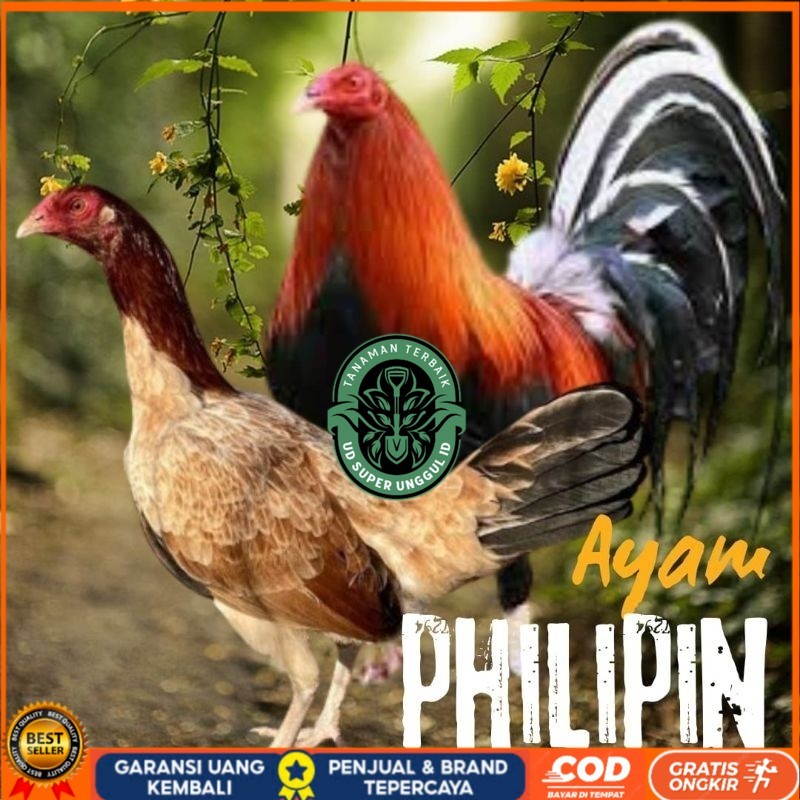 

telur ayam philipin import AK47 bisa untuk di tetaskan UD_SUPER_UNGGUL_ID