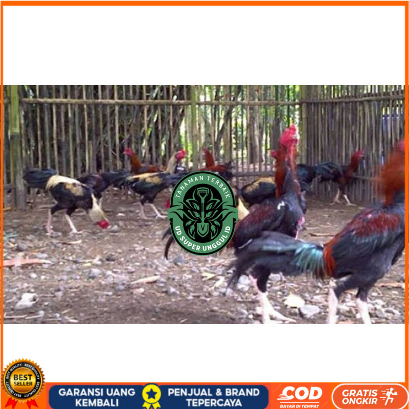 

TELUR FERTIL AYAM BK X AKA UNTUK DI TETASKAN UD_SUPER_UNGGUL_ID
