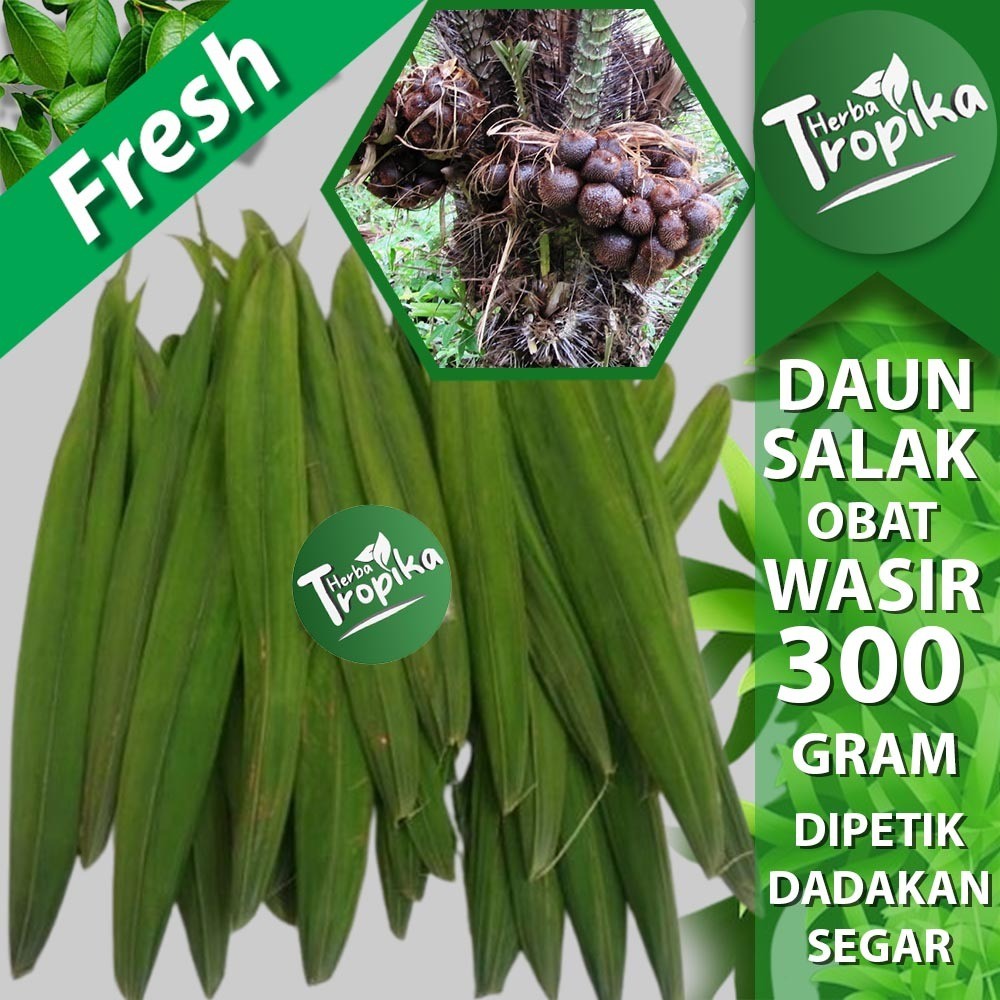 

Daun Salak Muda 300 gram untuk obat wasir herbal alami herba tropika