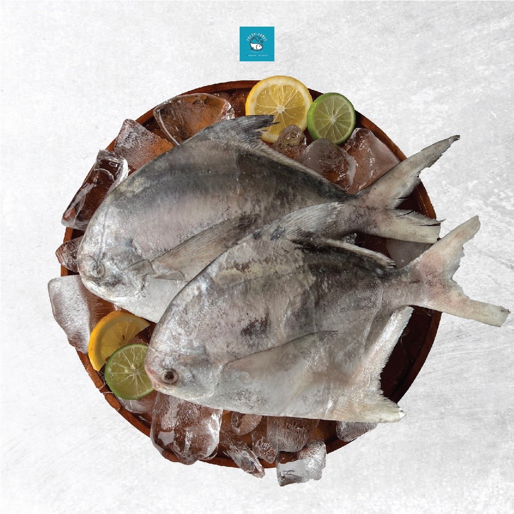 

Ikan Bawal Putih Size 5-6 Ekor Dijamin Segar dan Berkualitas