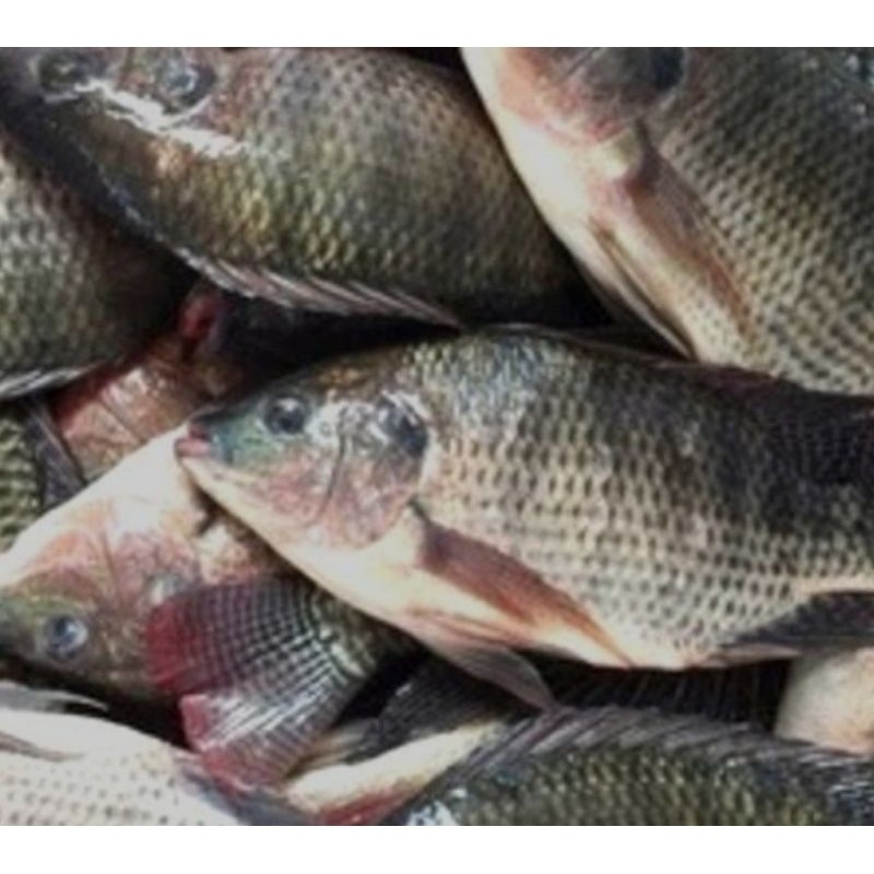 

Ikan Nila Hitam 500 gram