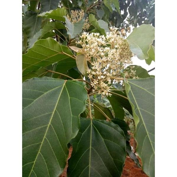 

ready stok Daun Kemiri Atau Muncang 500gram segar