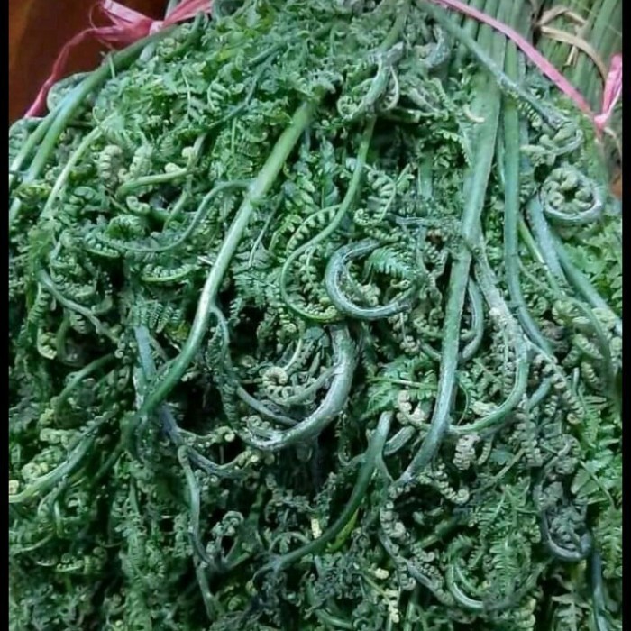 

pakis sayur alami 100 grm