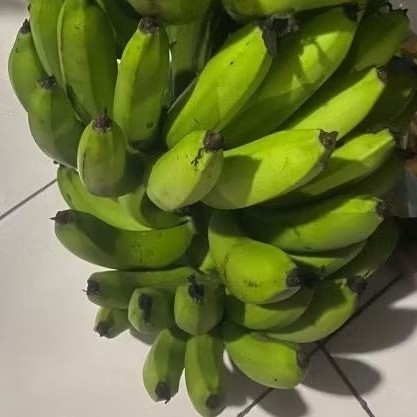 

Buah Pisang Mentah GTR Hijau Pisang Bangkaulu Fresh