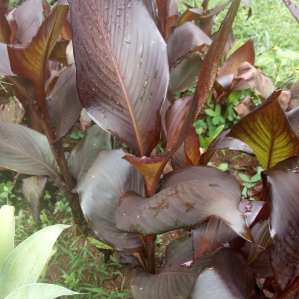 Tanaman hias pisang kana bunga merah - pohon pisang kana
