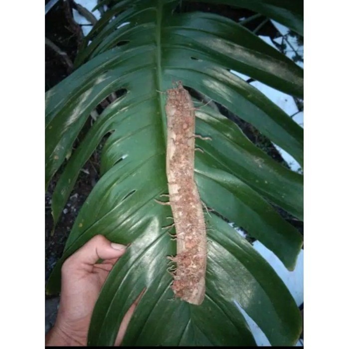 

silahkan Bibit monstera ekor naga kings / bonggol monstera king jungle Kualitas Terbaik ..