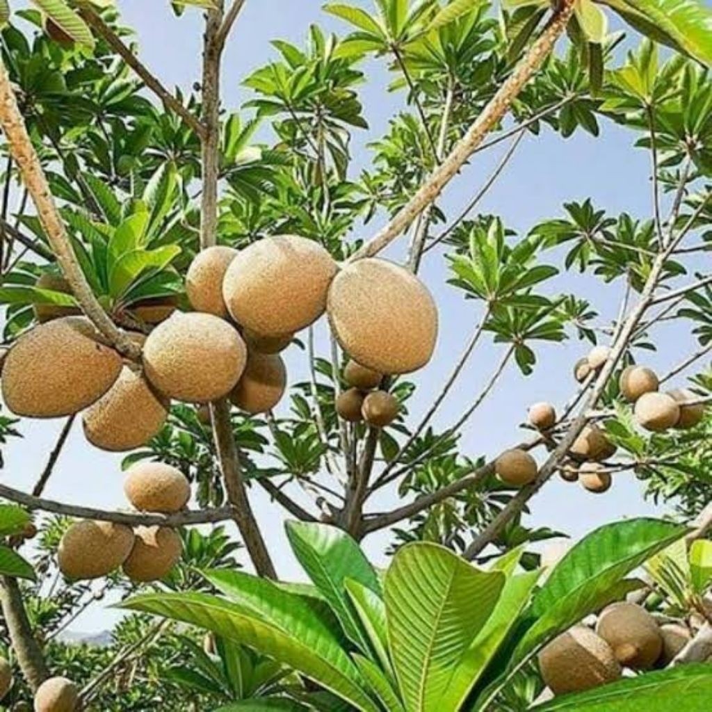 Bibit Buah Mamey Sapote magana (sawo raksasa)