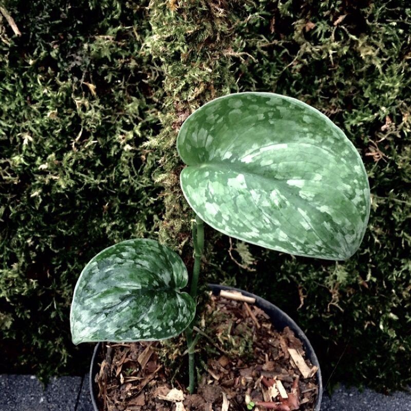 TANAMAN SCINDAPSUS VICTUS TRICOLOR