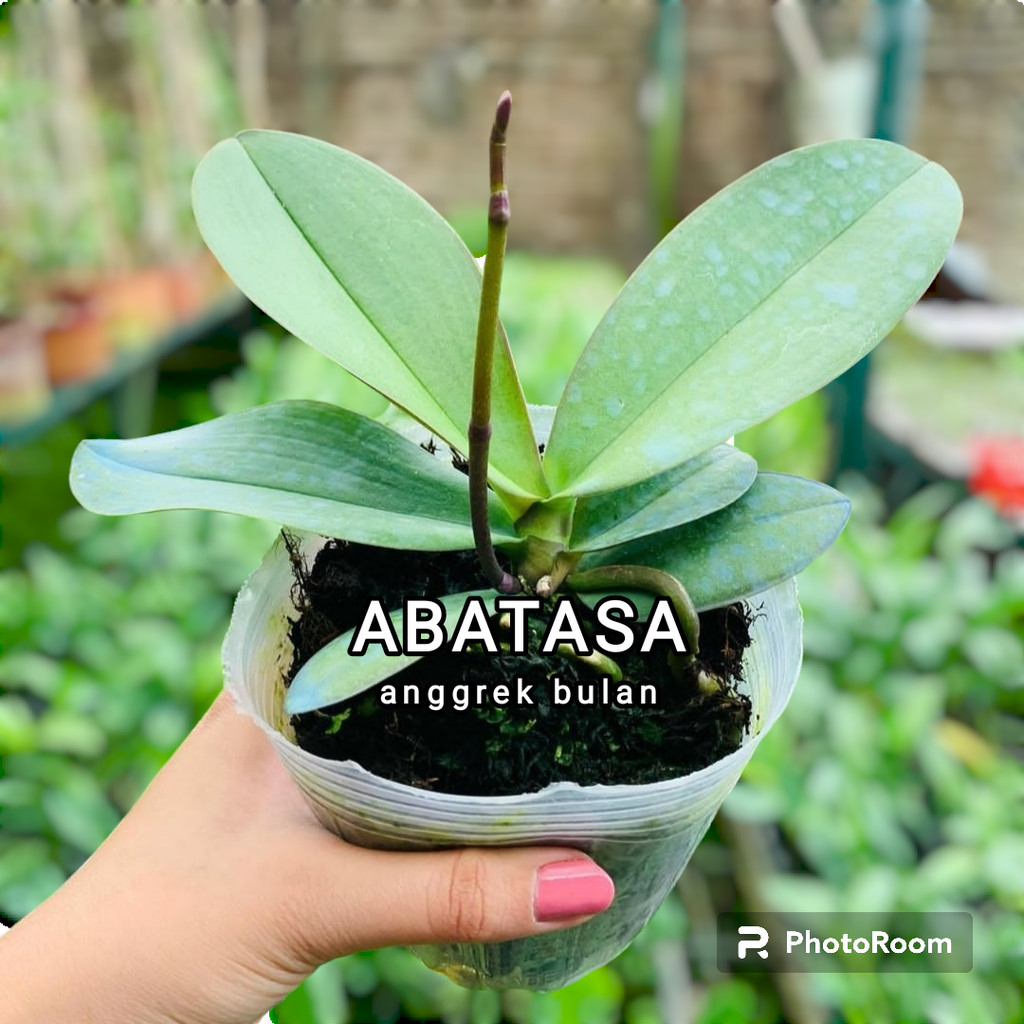 ANGGREK BULAN DEWASA SEDANG PROMO