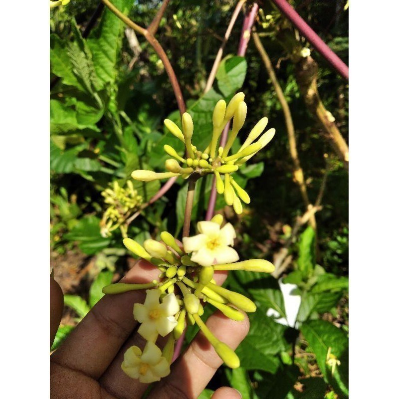 

New Promo bunga pepaya segar organik non pestisida COD Endang_herbalCo