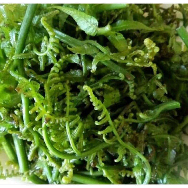 

Pakis sayur 250 gram,pakis sayur segar Herbal COD