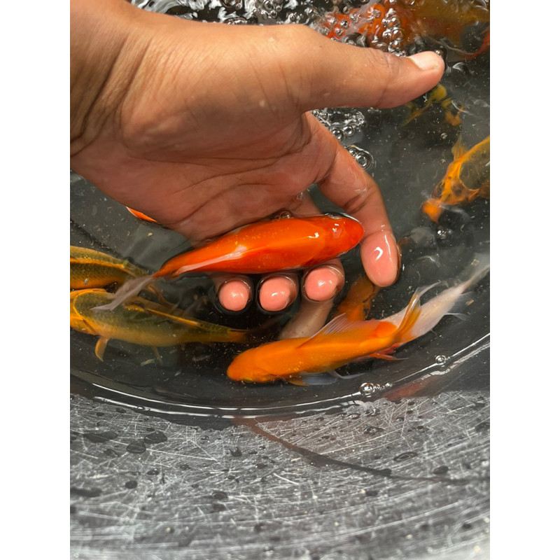 Hobi Grosir Kohaku Sanke Slayer Uk. 12-13cm