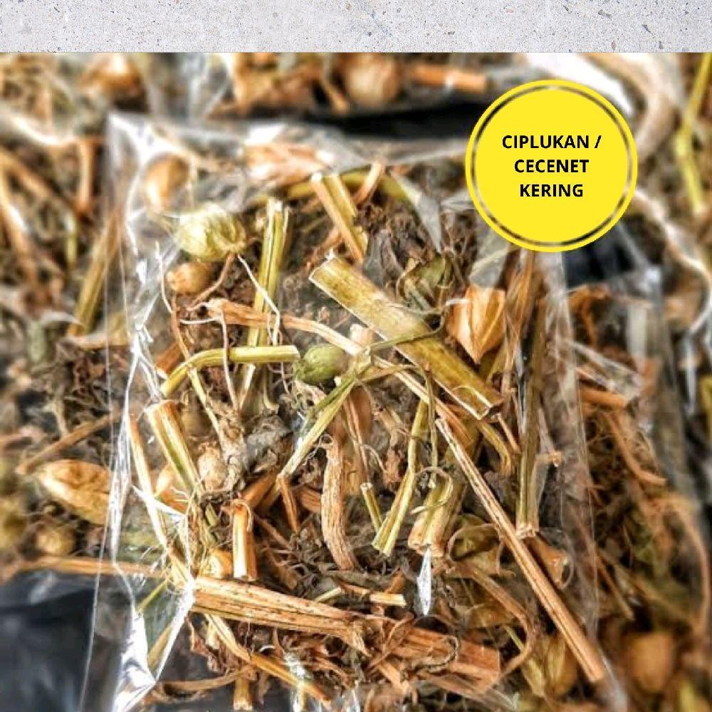 

Ciplukan/Cecenet Kering Murni 500 Gram Asli Herbal Alami
