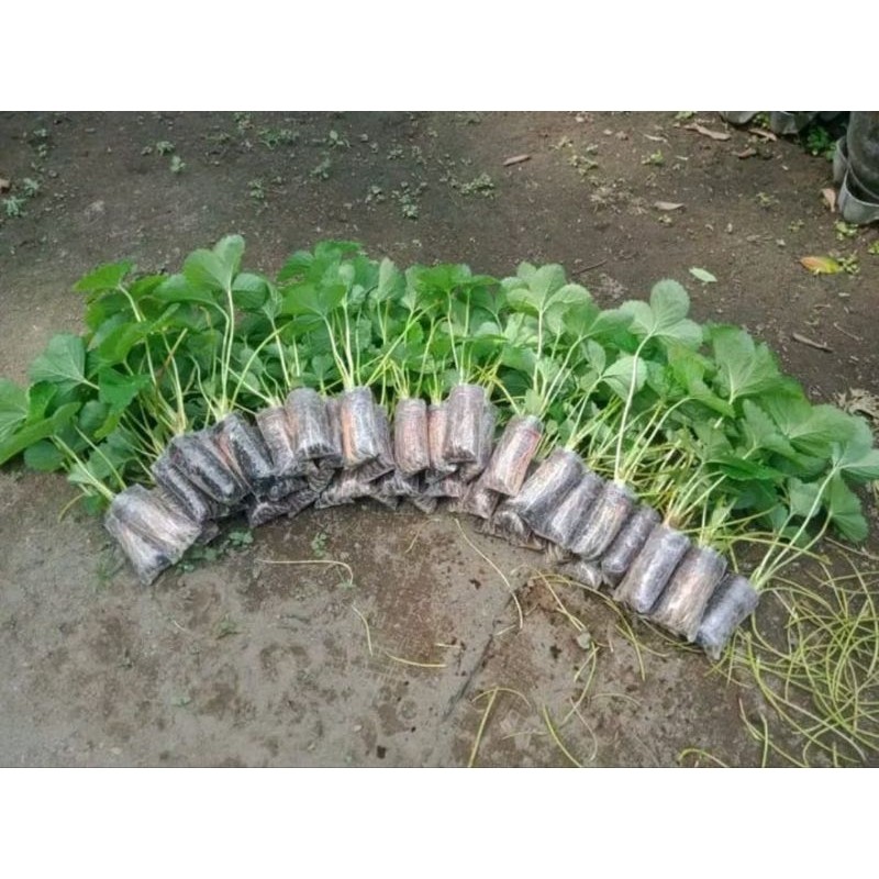 Paket Hemat 10 Bibit Strawberry Sagahonoka Siap Berbuah