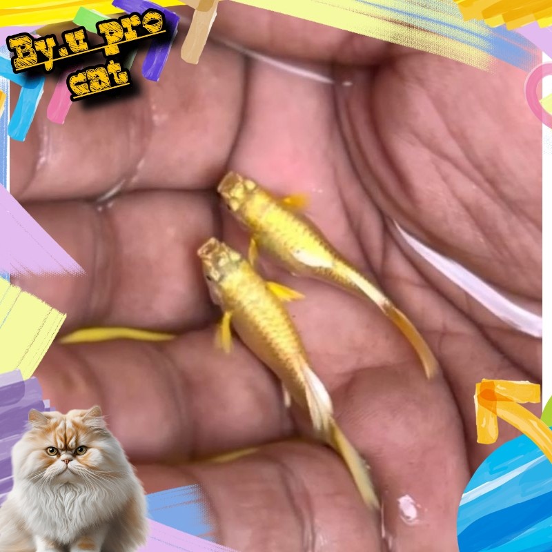 guppy full gold super .remaja sepasang siap kawin 4jantan 2betina