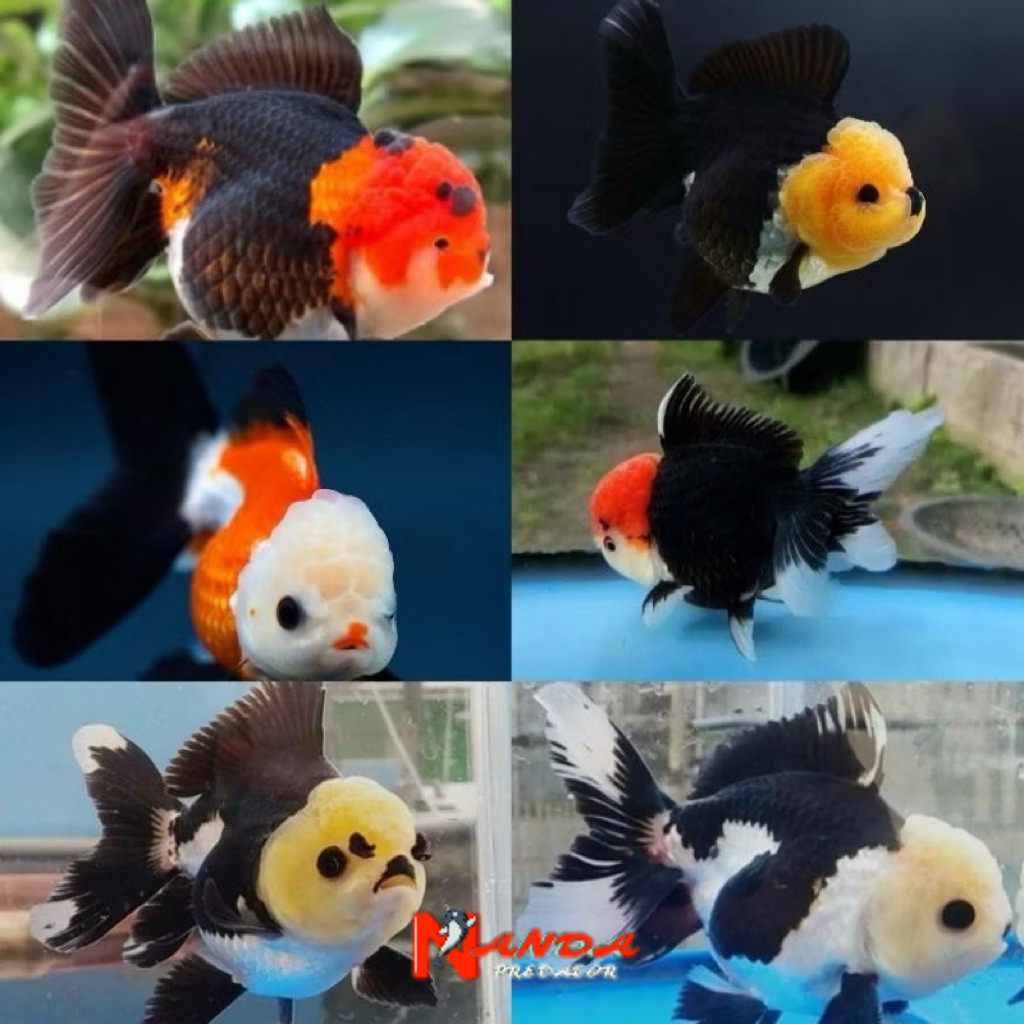 

oranda treecolor super cantik grade A trico panda 7-9 cm
