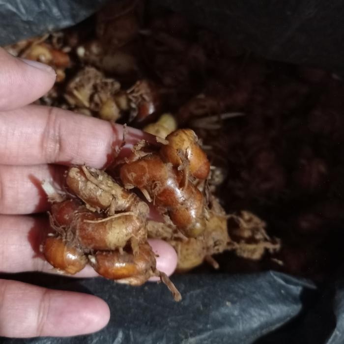 

promo Promo kencur segar 250gram ready