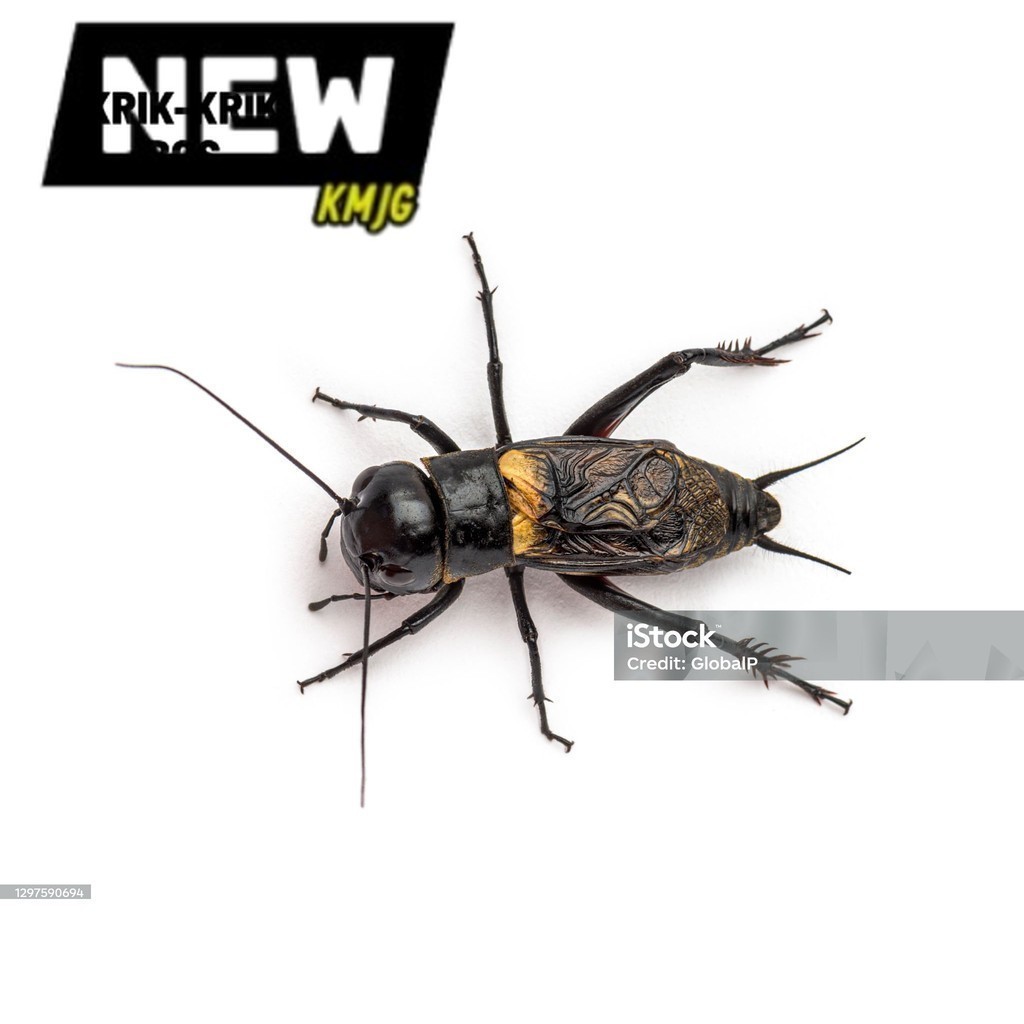 COD JK JANGKRIK SAPSAPINDIT. ID Jangkrik Sudah Sama kandang Murah Meriah Jangkrik Aduan Hidup Murah 