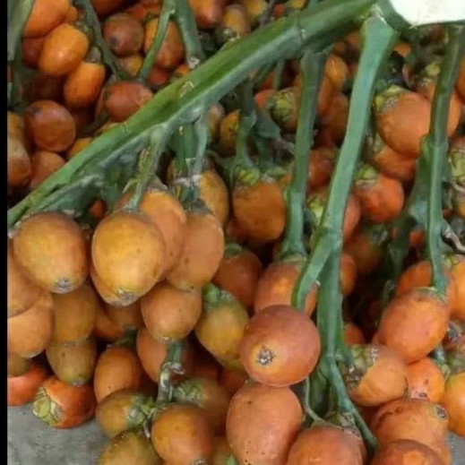 

harga murah buah pinang kuning tua jambe fres 1000gr