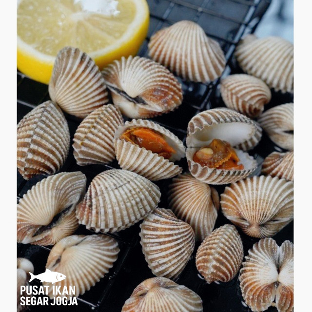 

Kerang Dara Segar & Frozen 1 Kg - Kirim Cepat Instant - Tanpa Pengawet - Siap Masak - Higienis Vakum