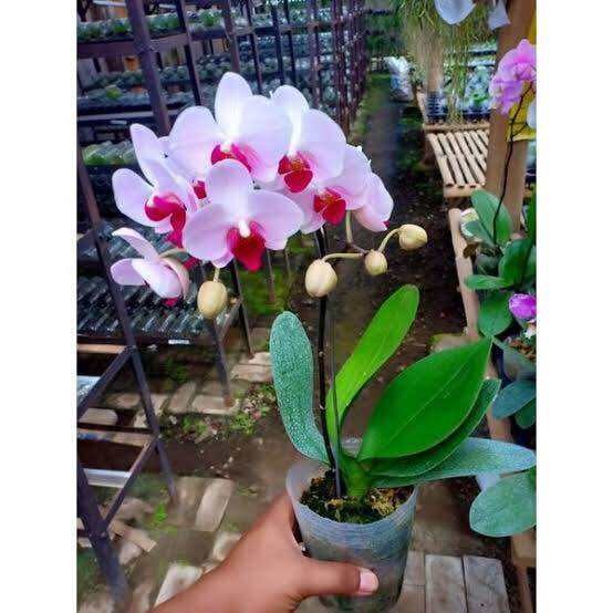 Anggrek Bulan Jumbo Dewasa