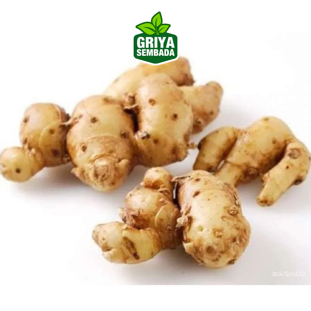 

Kunci Segar Rempahlu (100gram) – Rempah Aromatik untuk Masakan & Jamu Tradisional