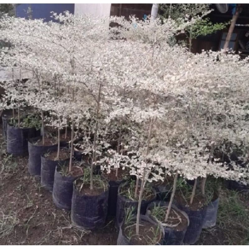 Tanaman bonsai Ketapang Varigata tinggi 1 meter