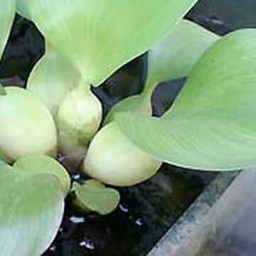 

eceng gondok mini tanaman media pijah ikan